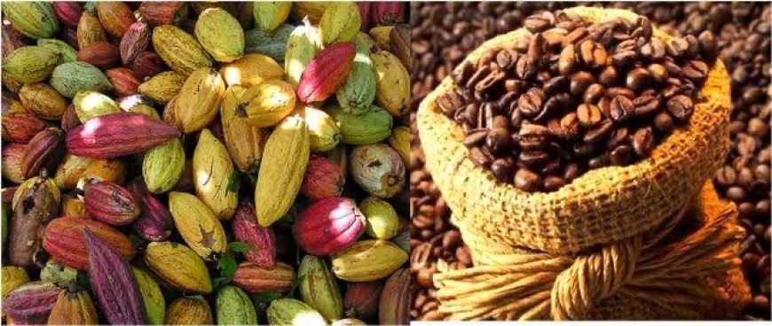 Certification des champs de café et cacao de la RDC : le  Gouvernement congolais recourt à l'expertise nationale