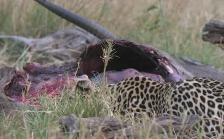 Kwilu : un léopard tendu au piège par un brave chasseur et tué par la population