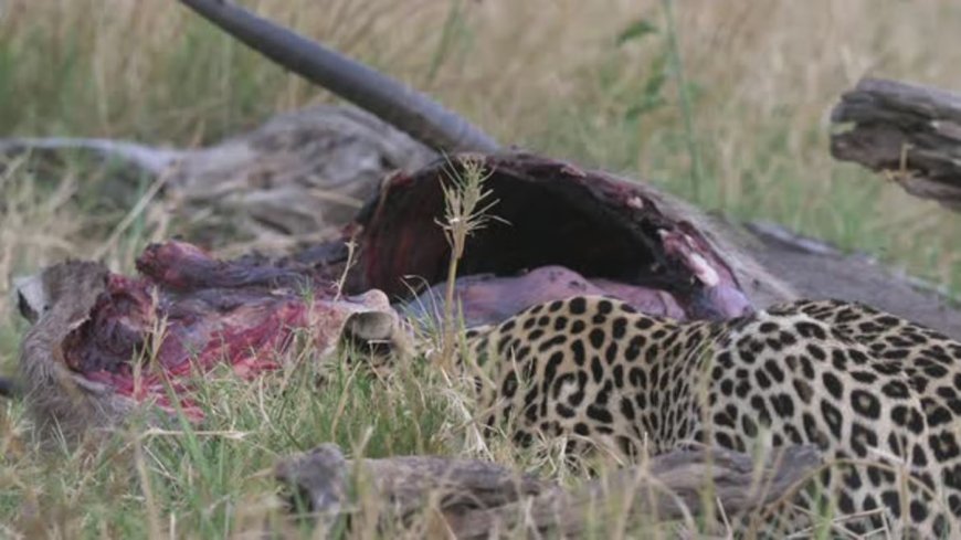 Kwilu : un léopard tendu au piège par un brave chasseur et tué par la population