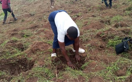 Mahagi : journée nationale des arbres, l'institut de logo bénéficie plus 2600 plantules doté par l'axe CARITAS Logo