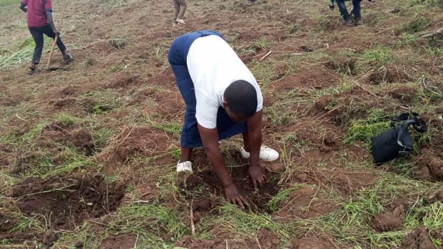 Mahagi : journée nationale des arbres, l'institut de logo bénéficie plus 2600 plantules doté par l'axe CARITAS Logo