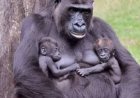 Grand Kivu : Carnet rose à Virunga, Naissance exceptionnelle de jumeaux gorilles