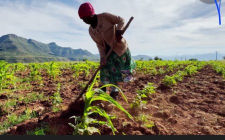 Ituri/Mahagi : face aux caprices du climat, l'heure est à l'adaptation agricole