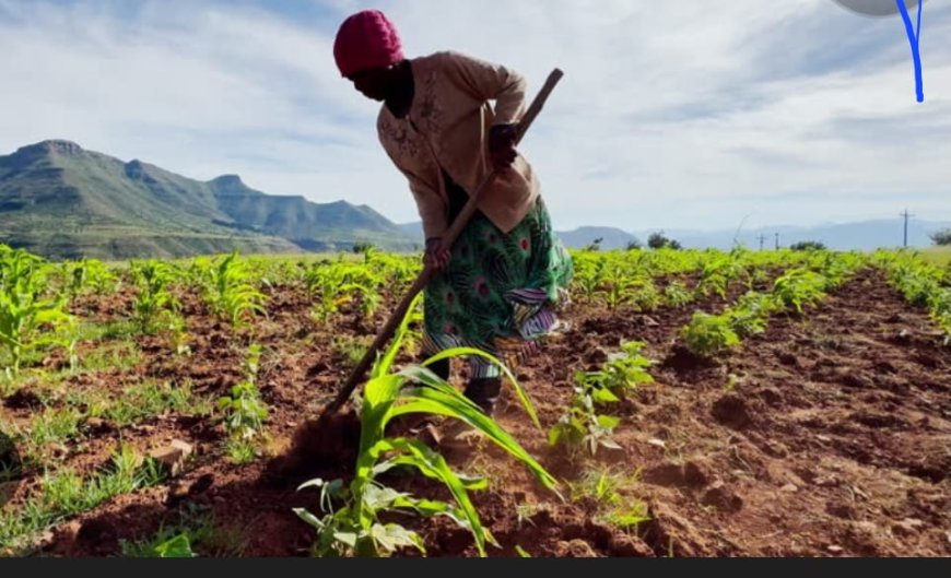 Ituri/Mahagi : face aux caprices du climat, l'heure est à l'adaptation agricole