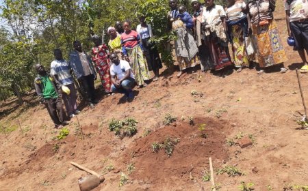 Nord-Kivu et Ituri : 12 000 cultivateurs impliqués dans un projet de redynamisation du café robusta