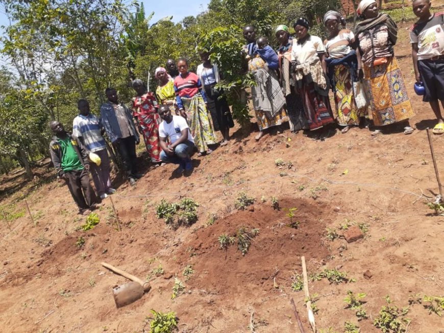 Nord-Kivu et Ituri : 12 000 cultivateurs impliqués dans un projet de redynamisation du café robusta