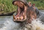 Bongandanga : une pirogue chavire après l’attaque d’un hippopotame, une femme et son fils périssent
