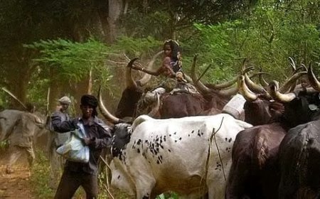 Haut-Uélé : la Fondation Kinalego tire la sonnette d'alarme face à recrudescence de violences à Dungu