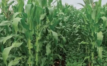 Djukoth : la société civile salue la distribution de semences par le gouvernement et prône une gestion responsable