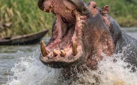 Bongandanga : une pirogue chavire après l’attaque d’un hippopotame, une femme et son fils périssent