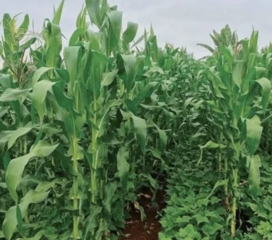 Djukoth : la société civile salue la distribution de semences par le gouvernement et prône une gestion responsable