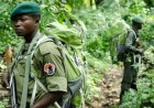 Nord-Kivu : deux écogardes tués dans une attaque armée inconnue au Parc des Virunga