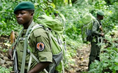 Nord-Kivu : deux écogardes tués dans une attaque armée inconnue au Parc des Virunga