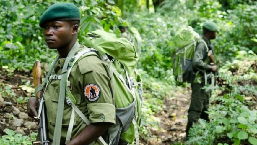 Nord-Kivu : deux écogardes tués dans une attaque armée inconnue au Parc des Virunga