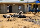 Haut-Uélé : des carcasses d’animaux abandonnées inquiètent les usagers du marché de Duembe