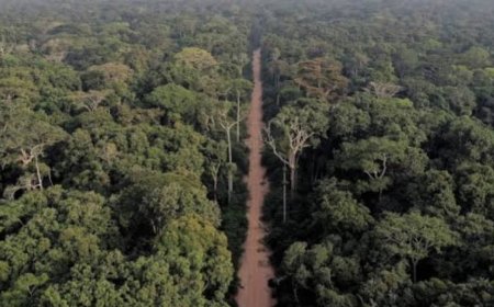 Bassin du Congo : le Grand défi de la RDC pour faire passer sa nouvelle loi forestière des textes à la réalité
