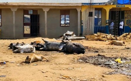 Haut-Uélé : des carcasses d’animaux abandonnées inquiètent les usagers du marché de Duembe