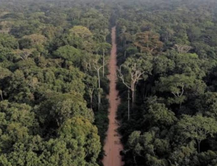 Bassin du Congo : le Grand défi de la RDC pour faire passer sa nouvelle loi forestière des textes à la réalité