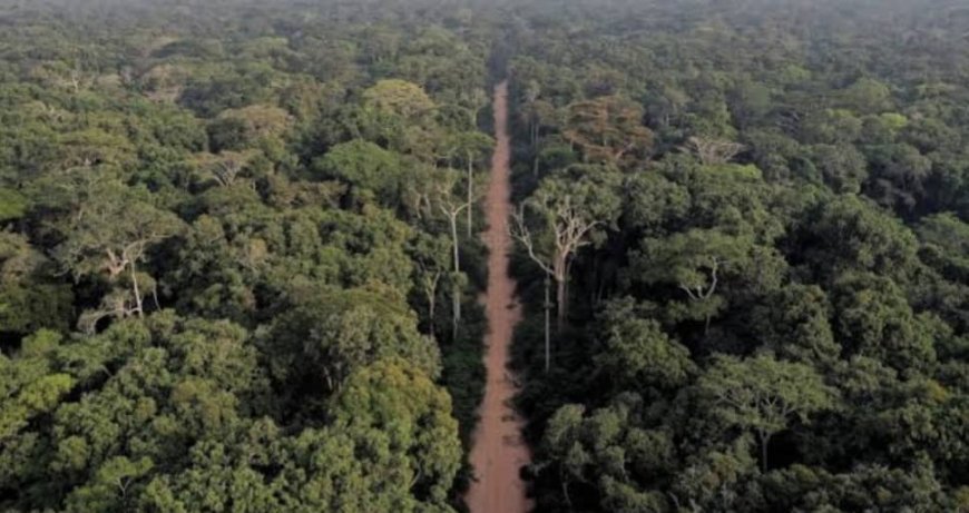 Bassin du Congo : le Grand défi de la RDC pour faire passer sa nouvelle loi forestière des textes à la réalité