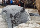 Baleine échouée à Muanda : un incident révélateur des insuffisances du système national de veille environnementale