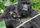 Parc de Virunga : un nouveau gorille de montagne naît au sein de la famille Bageni