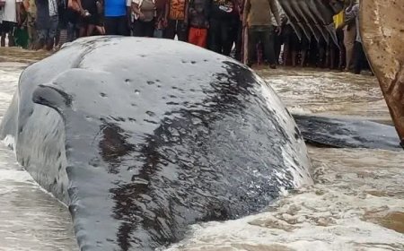 Baleine échouée à Muanda : un incident révélateur des insuffisances du système national de veille environnementale