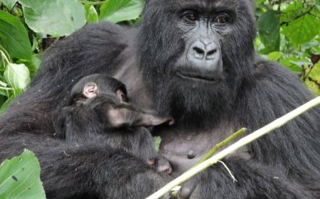 Parc de Virunga : un nouveau gorille de montagne naît au sein de la famille Bageni