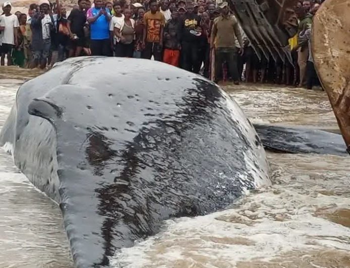 Baleine échouée à Muanda : un incident révélateur des insuffisances du système national de veille environnementale