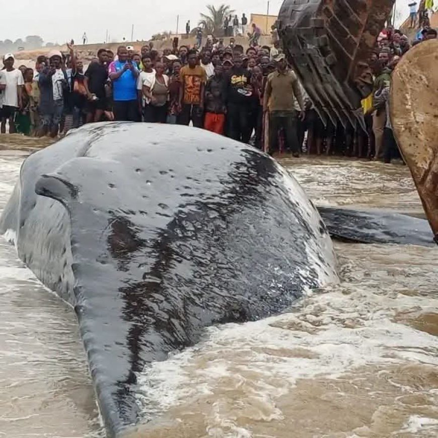 Baleine échouée à Muanda : un incident révélateur des insuffisances du système national de veille environnementale