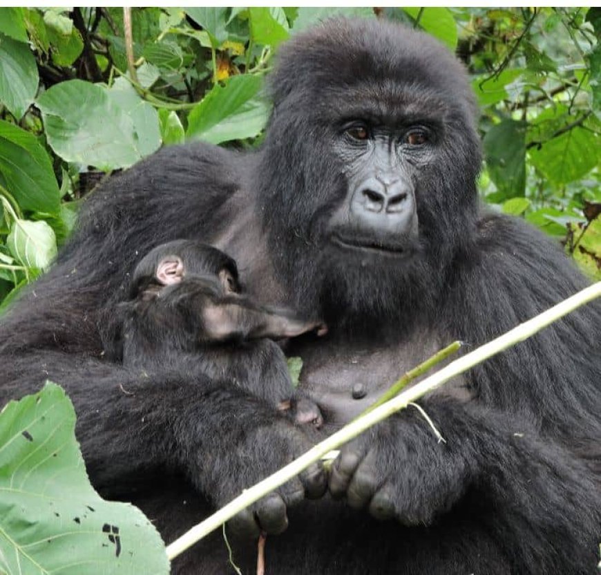 Parc de Virunga : un nouveau gorille de montagne naît au sein de la famille Bageni