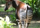 Environnement : L'Ituri ferme les portes de la chasse pour sauver l'okapi et la faune d'Epulu