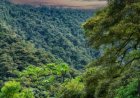 Environnement:  Avant de porter le coup fatal à un arbre, pense que l’ituri fait face au devoir de préserver ses trésors naturels
