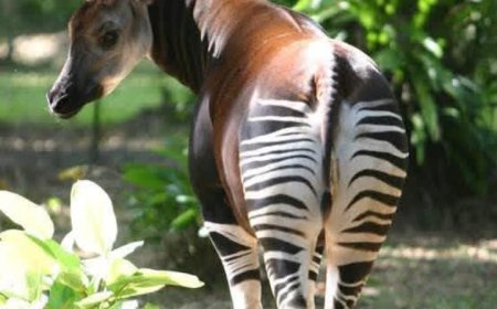 Environnement : L'Ituri ferme les portes de la chasse pour sauver l'okapi et la faune d'Epulu