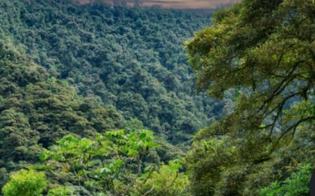 Environnement:  Avant de porter le coup fatal à un arbre, pense que l’ituri fait face au devoir de préserver ses trésors naturels