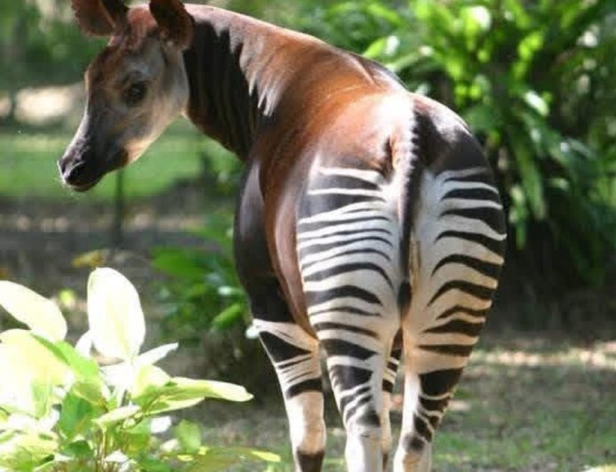 Environnement : L'Ituri ferme les portes de la chasse pour sauver l'okapi et la faune d'Epulu
