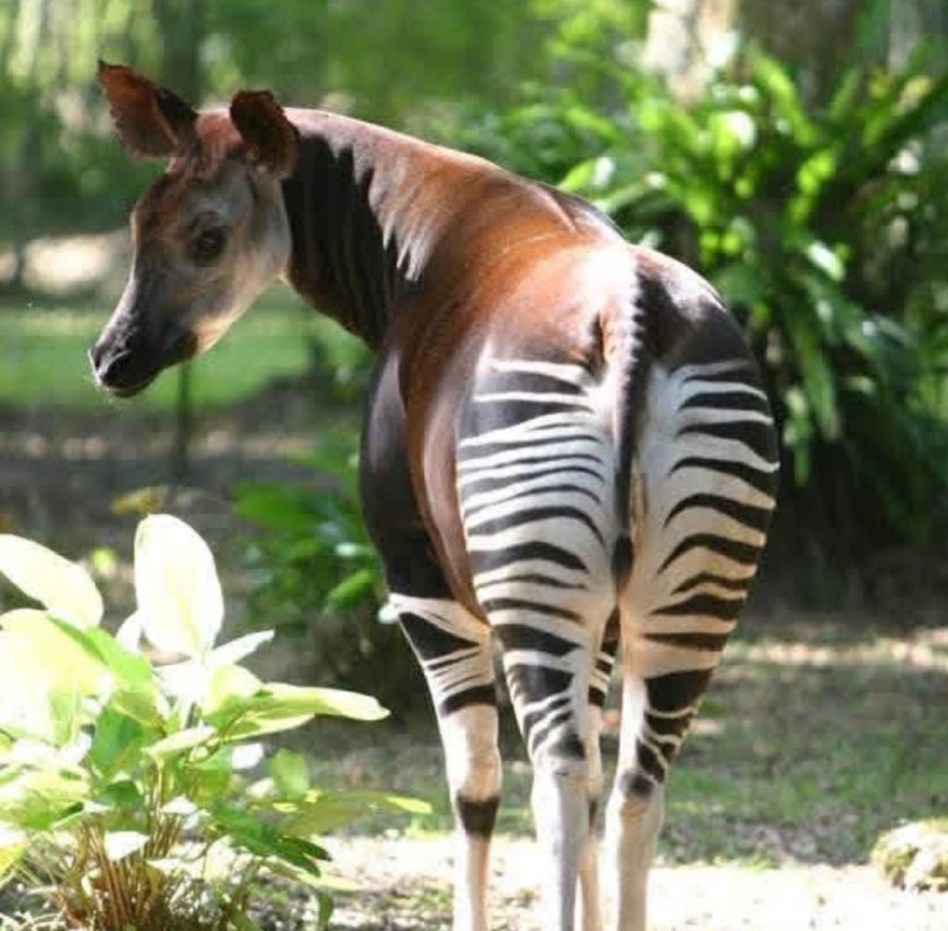 Environnement : L'Ituri ferme les portes de la chasse pour sauver l'okapi et la faune d'Epulu