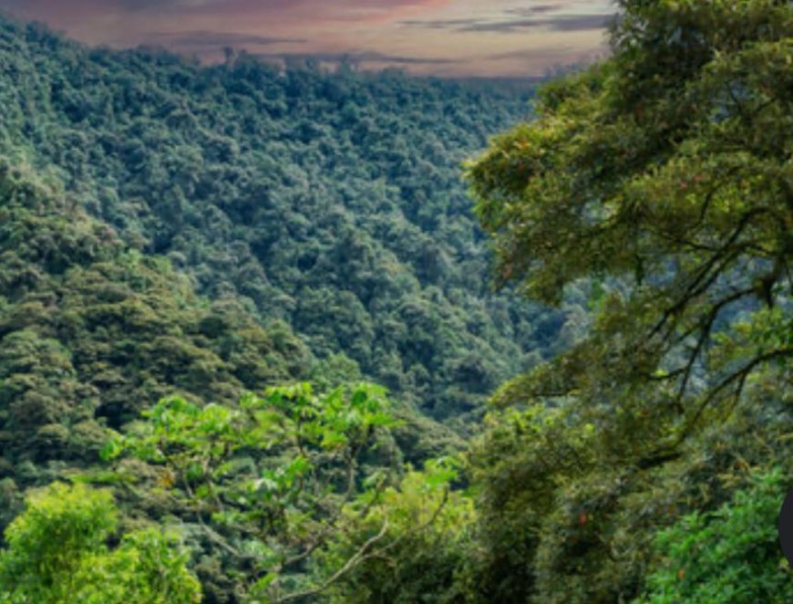 Environnement:  Avant de porter le coup fatal à un arbre, pense que l’ituri fait face au devoir de préserver ses trésors naturels