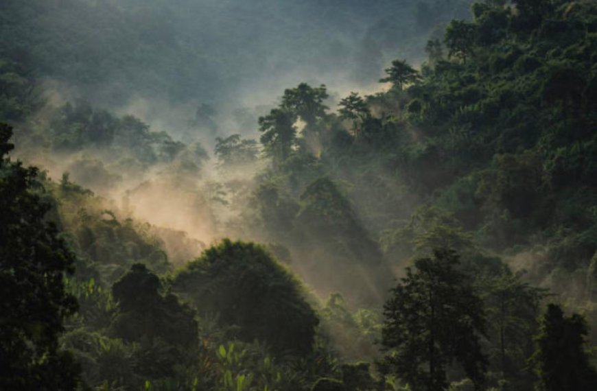 Environnement : Protéger la biodiversité, un impératif pour l’avenir de nos communautés
